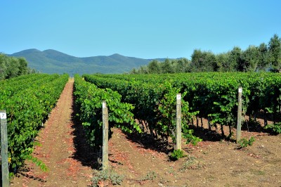 Vine fra regionen Veneto