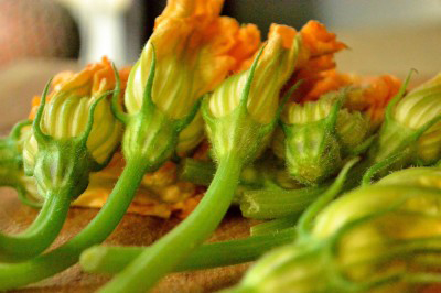 Courgette blomster