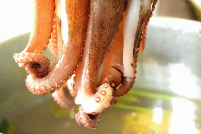 Blæksprutte dyppes i kogende vand
